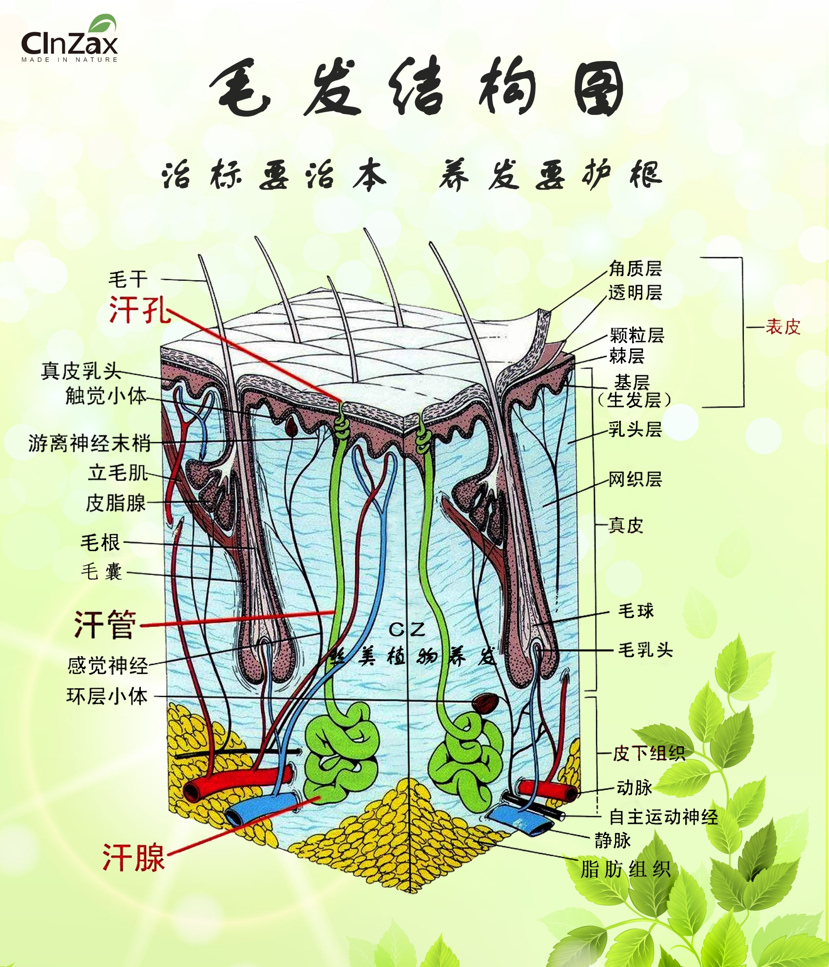 毛发结构图_副本.jpg